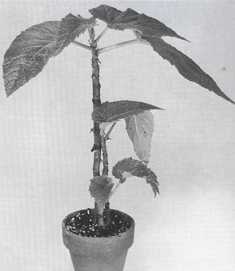 B. ‘Ernest Martin’
